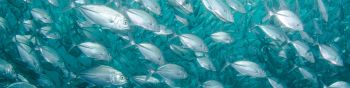 school of fish, marine life Wallpaper 1590x400