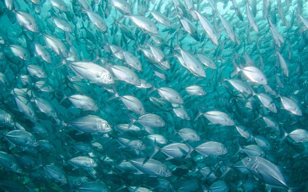 school of fish, marine life Wallpaper 2560x1600