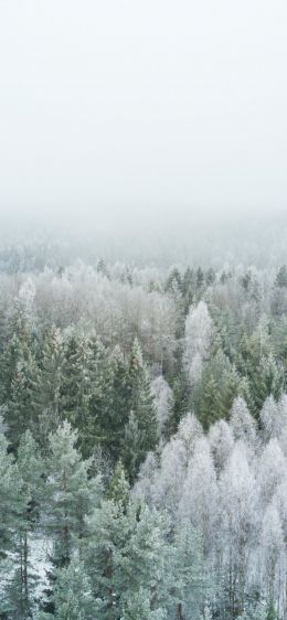 winter forest, top view Wallpaper 828x1792