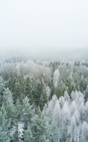 winter forest, top view Wallpaper 1200x1920