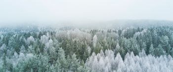 winter forest, top view Wallpaper 3440x1440