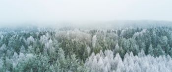 winter forest, top view Wallpaper 2560x1080