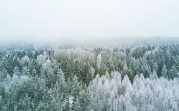 Обои 2560x1600 зимний лес, вид сверху