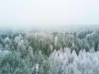 winter forest, top view Wallpaper 800x600