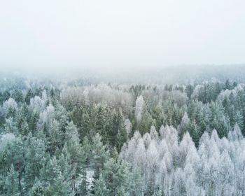 winter forest, top view Wallpaper 1280x1024