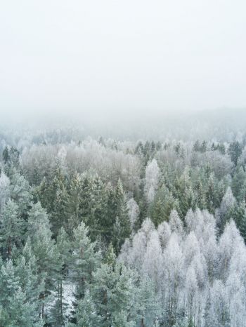 Обои 1668x2224 зимний лес, вид сверху