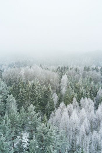 Обои 640x960 зимний лес, вид сверху