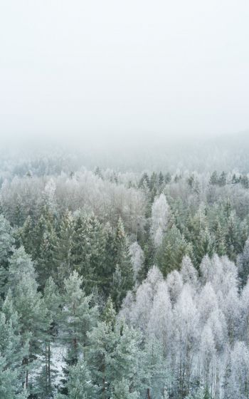 Обои 1200x1920 зимний лес, вид сверху