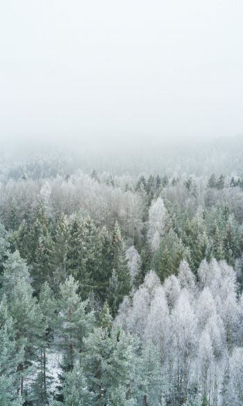 Обои 1200x2000 зимний лес, вид сверху