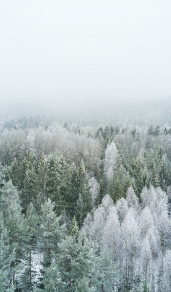 winter forest, top view Wallpaper 600x1024