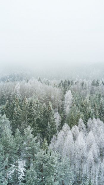Обои 640x1136 зимний лес, вид сверху