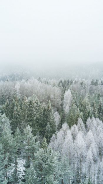 Обои 1080x1920 зимний лес, вид сверху