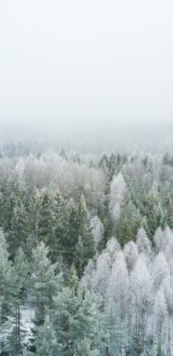 Обои 1080x2220 зимний лес, вид сверху