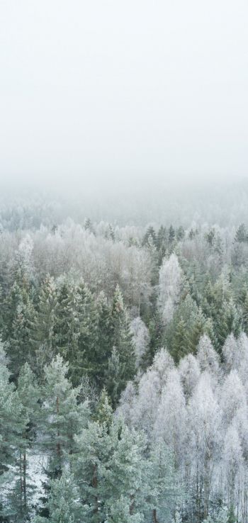 Обои 720x1520 зимний лес, вид сверху