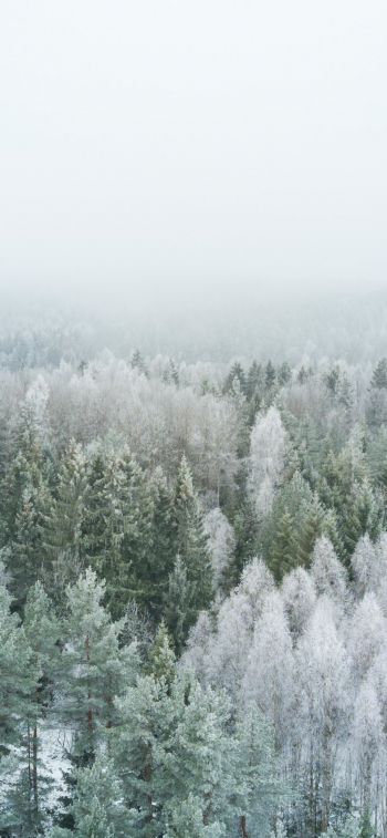 winter forest, top view Wallpaper 828x1792