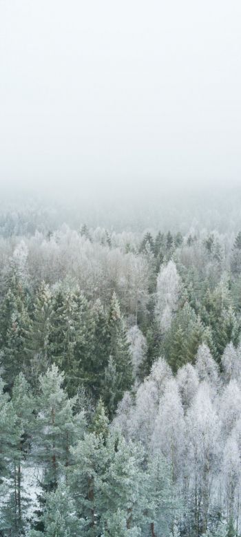 winter forest, top view Wallpaper 720x1600