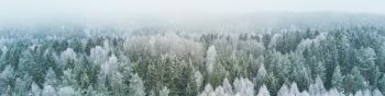 winter forest, top view Wallpaper 1590x400