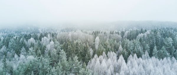 winter forest, top view Wallpaper 2560x1080