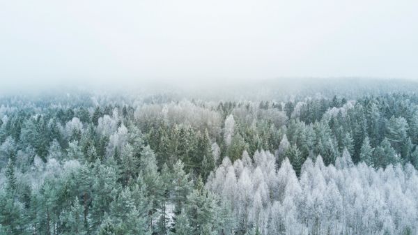Обои 1366x768 зимний лес, вид сверху