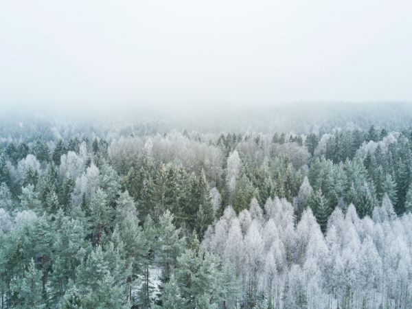 winter forest, top view Wallpaper 1024x768