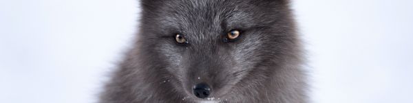 polar fox Wallpaper 1590x400