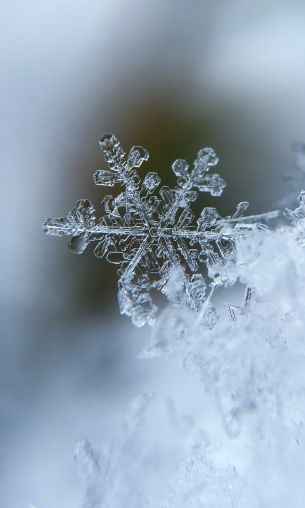 snowflake, cold Wallpaper 1200x2000