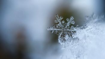 snowflake, cold Wallpaper 2560x1440