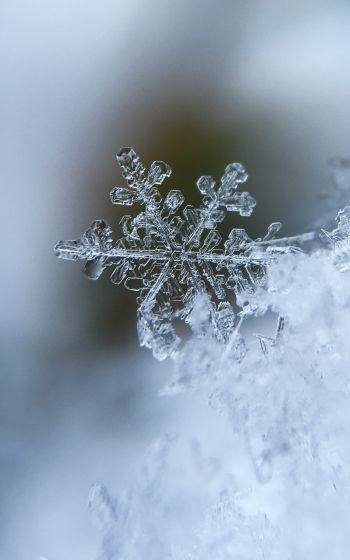 snowflake, cold Wallpaper 800x1280