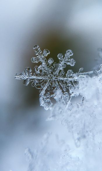 snowflake, cold Wallpaper 1200x2000