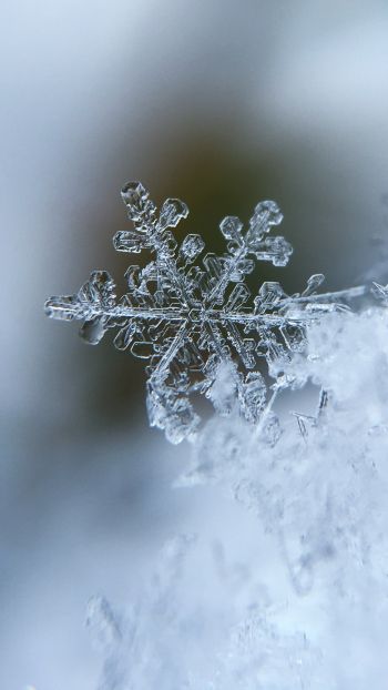 snowflake, cold Wallpaper 750x1334