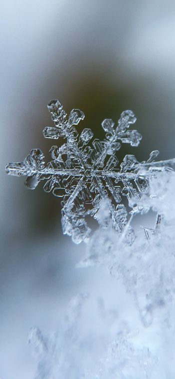 snowflake, cold Wallpaper 828x1792