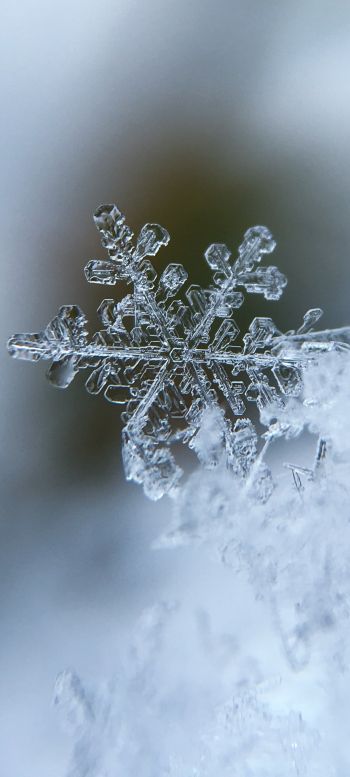 snowflake, cold Wallpaper 720x1600