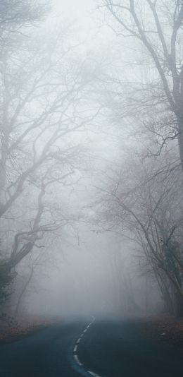 New Forest National Park, Lindhurst, Great Britain Wallpaper 1080x2220