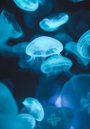 jellyfish, marine life Wallpaper 1640x2360