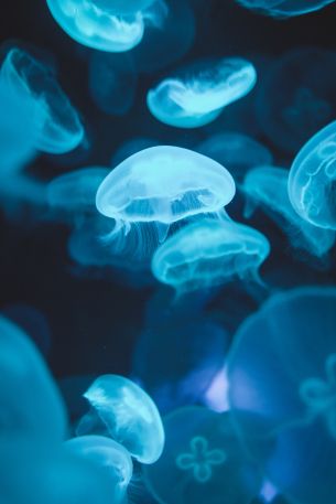 Обои 3655x5483 медузы, морская жизнь