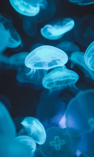 Обои 1200x2000 медузы, морская жизнь