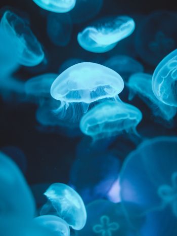 Обои 2048x2732 медузы, морская жизнь