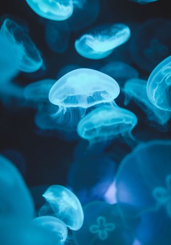 Обои 1668x2388 медузы, морская жизнь