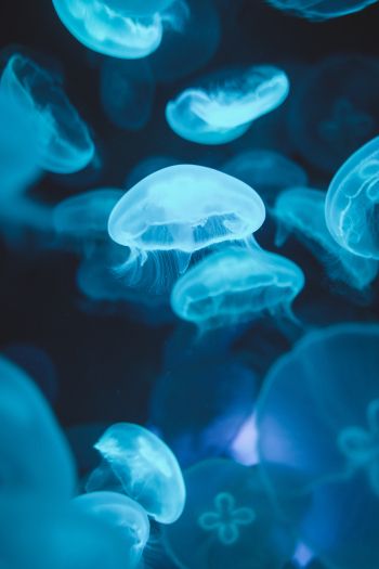 Обои 640x960 медузы, морская жизнь