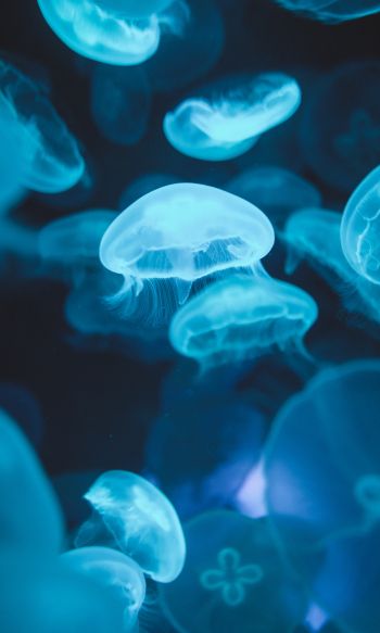 Обои 1200x2000 медузы, морская жизнь