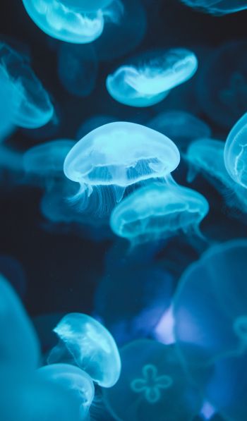 Обои 600x1024 медузы, морская жизнь