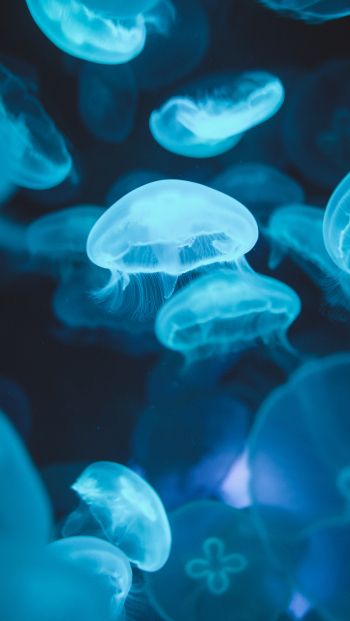 Обои 640x1136 медузы, морская жизнь