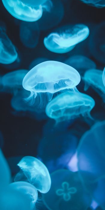 Обои 720x1440 медузы, морская жизнь