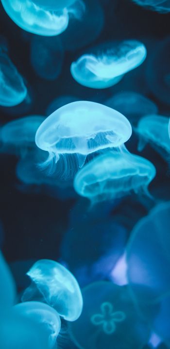 Обои 1080x2220 медузы, морская жизнь