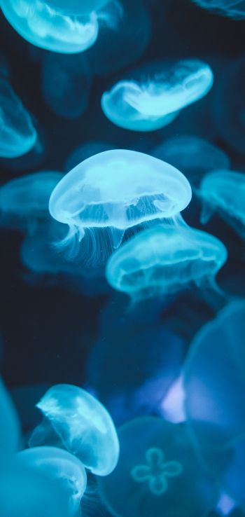 Обои 1440x3040 медузы, морская жизнь