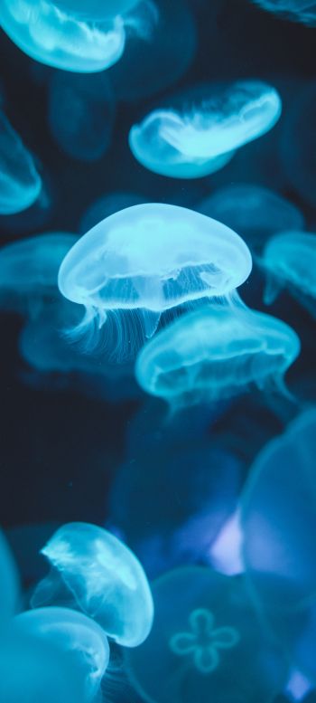 Обои 720x1600 медузы, морская жизнь