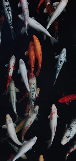carp, fish, underwater world Wallpaper 1440x3040