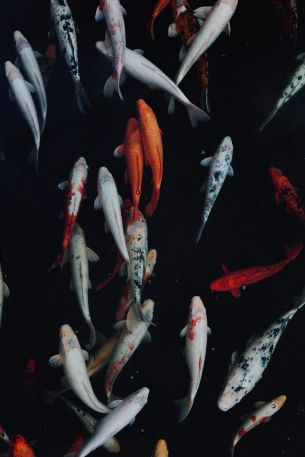 carp, fish, underwater world Wallpaper 4000x6000