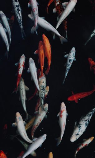 carp, fish, underwater world Wallpaper 1200x2000