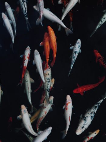 carp, fish, underwater world Wallpaper 1620x2160